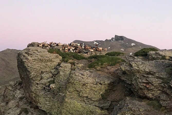 From Granada: Sierra Nevada Safari tour up to 2500 meters high - Sierra Nevada National Park: UNESCO reserve plus real mountain air