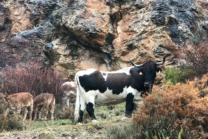 From Granada: Sierra Nevada Safari tour up to 2500 meters high - Guide-led nature talk: plants, fauna, geology, and stories
