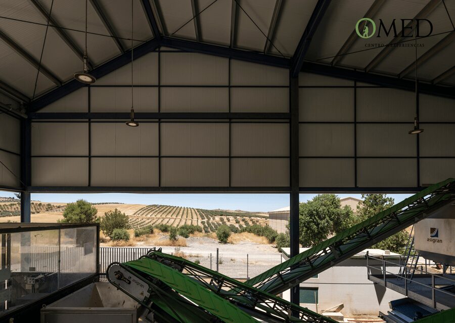 Granada in EVOO: Guided tour and unique sensorial tasting - What makes the tasting valuable (beyond just free samples)