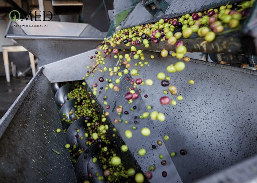 Granada in EVOO: Olive grove guided tour and sensory tasting - Price, value, and whether $47 feels fair