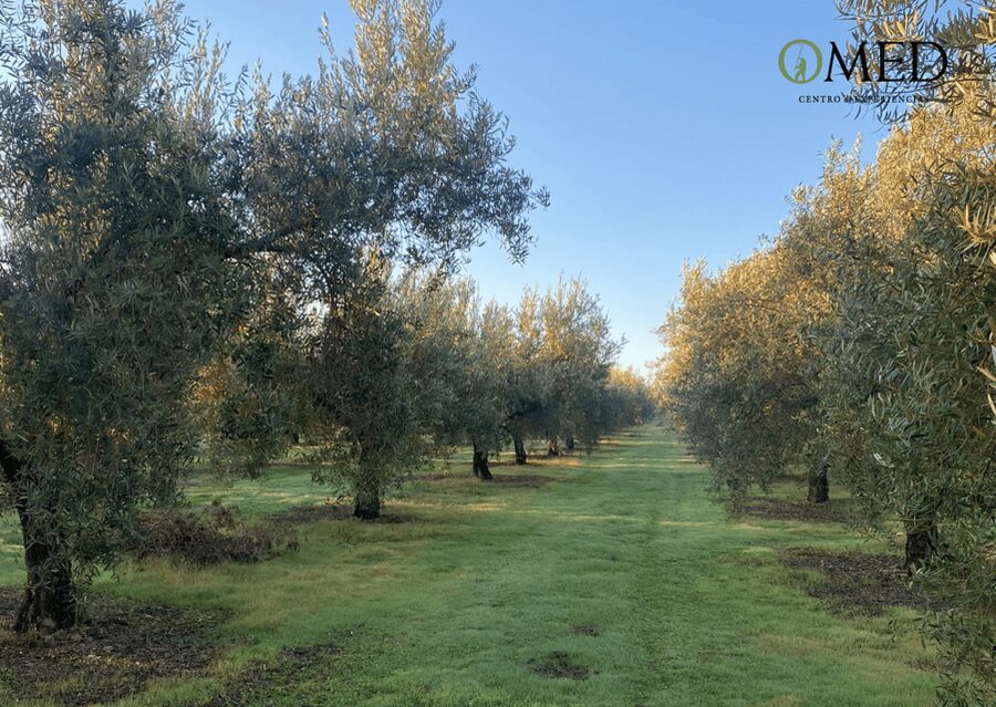 Granada in EVOO: Olive grove guided tour and sensory tasting - Olive grove walk at the foot of the Sierra Nevada