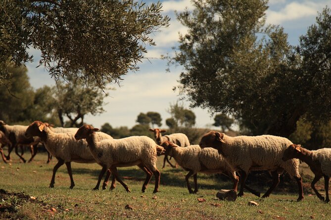 Granada: Nature, Wildlife and Authentic Villages E-bike Tour - Guides set the tone: what makes this feel friendly and not chaotic