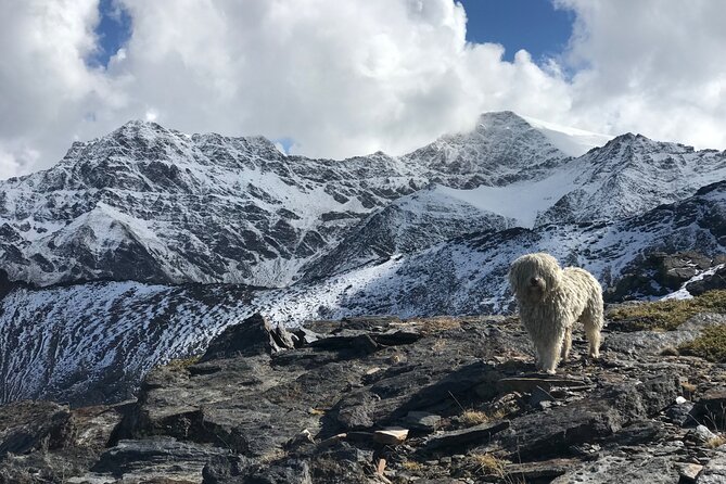 Hiking experience in the High Sierra Nevada National Park - San Juan Valley: glacial walking with wildflowers and wildlife odds