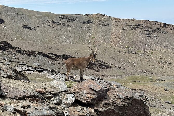 Hiking experience in the High Sierra Nevada National Park - Tajos del Campanario: the climb that rewards you with Mulhacén, Veleta, Alcazaba views