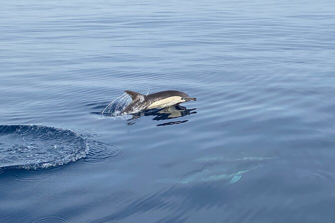 La Herradura: Sailboat with a view of dolphins-Shared - Weather reality: what happens when the sea changes the plan