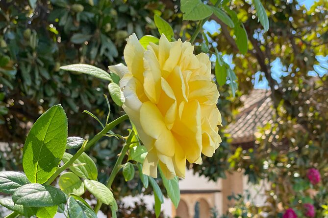 Private Tour to The Alhambra and Generalife from Motril port - Timing, ticket scarcity, and the real value of the $497.77 price