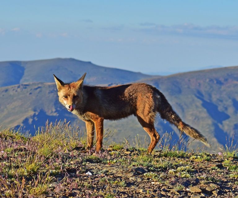 Sunset in Sierra Nevada at 2,500m altitude - Why the professional camera photos are a big deal